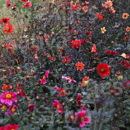 Fleurs utiles & agréables – CAMDELAN – La ferme fantastique