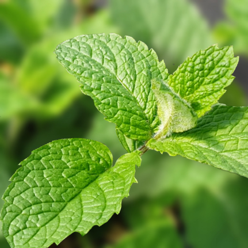 Menthe Ananas – Mentha rotundifolia ‘Ananas’